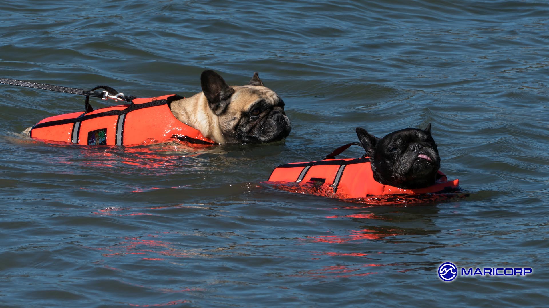 DOS AND DON'TS OF BOATING WITH PETS