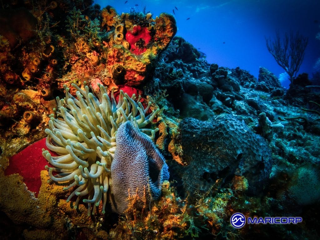 World Oceans Day